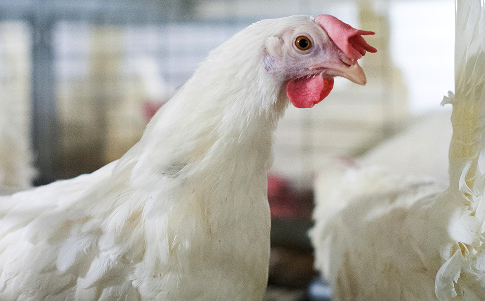 Россия сняла запрет на импорт мяса птицы и яиц из США и Канады