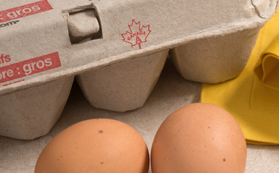 Voici Comment Identifier Les ufs Canadiens Producteursdoeufs ca